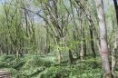 Bois de la Brosse